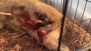 Saving injured wild boars and giving them a second chance at life | Animal rescue compilation