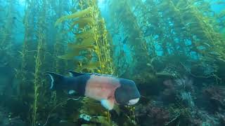 Anacapa Island