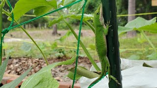 Never throw away your garden caterpillar 🤩