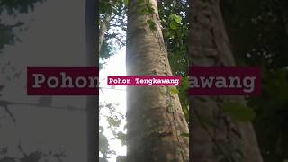 POHON TENGKAWANG DI HUTAN ALAM