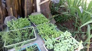 panen sayuran di little farm SMK PPN TANJUNGSARI