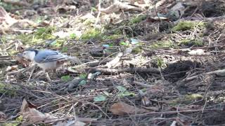 White-breasted Nuthatch