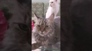 cat | persian cat | Yt shorts