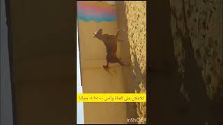 مهرة عربى بيور بالشهاده  عمر ٤ سنين حفيدة حكمدار الشروق وشيخ الشمال مطلوب ٨٥ الف عشار شهرين #للبيع