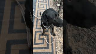 Lucas #blacklabs #dogs #campinglife #sweetpuppy #desertadventures