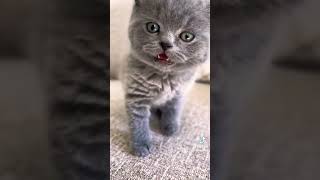 so cute Don't forget to like and subscribe for more funny cat videos in the future.