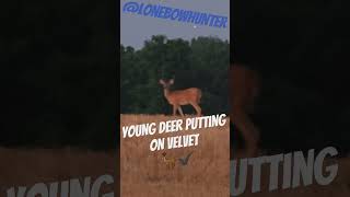 young summertime velvet buck #lonebowhunter #archery #sfth