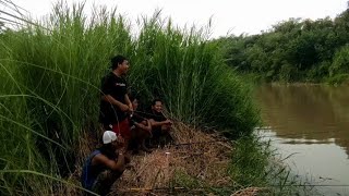 mancing udang di kali comal bikin ketagihan //udangnya super-super