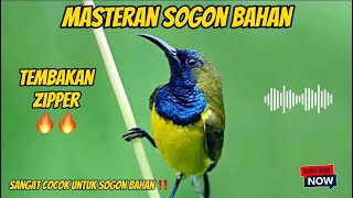 MASTERAN BURUNG SOGON BAHAN MATERI ZIPPER 🔥🔥#masteranburung #sogon #sogonbahan #sogonijoan