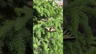 Butterflies (Canadian tiger swallowtail) #butterflies #nature #lovely #stunning