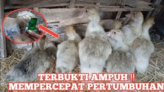 RAMUAN JITU || AYAM,ENTOK,BEBEK CEPET BESAR DAN MLENUK [simple ingredients make poultry fat fast] ||