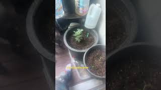 My patio 420 grow