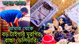 শখের খামার থেকে বড় টাইগার মুরগির বাচ্চা ডেলিভারি করলাম  / শখের খামার / Tiger chicken farming vlog