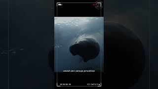 "Dugong" spesies laut yg dikaitkan dengan putri duyung, ini fakta uniknya" #shorts