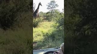 Giraffe from Anni #short #animalshorts #giraffe