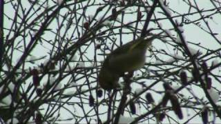 Zelenec (Greenfinch)