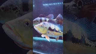 Peacockbass tank #bigfish #bass #peacockbassfish