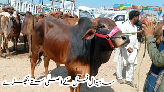 Cheapest bachra mandi in Pakistan|Sahiwal desi  bachra latest price|Sahiwal bull|Badwal desi vlog|