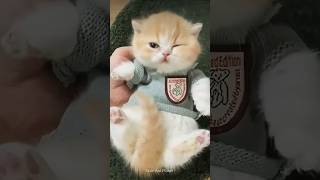 Adorable cat wink her eyes to the owner #cat #kitten #cute #cutecat #pets #anime #cutebilli