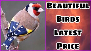 Birds Business In Pakistan | Latest Birds Price In Pakistan |  Khan Birds Collection EP 17