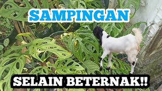 ngobrol yuk! : SAMPINGAN SELAIN BETERNAK