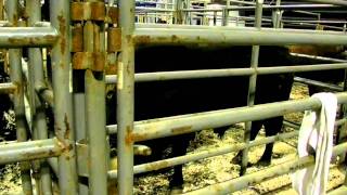 Tour of the Pens with CODY MAGEE - Bridgeport, CT (PBR Touring Pro Division) - 1/22/11