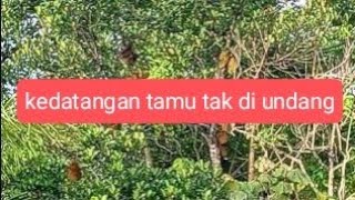 kedatangan tamu tak di undang! monyet liar masuk perkampungan