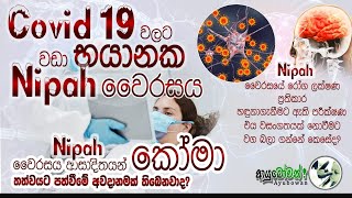 NIPAH | නිපා වෛරසය |Covid 19 වලට වඩා භයානක Nipah වෛරසය | MLTAnushika Perera #nipahvirus #nipah #නිපා