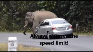 A car meets an elephant-Une auto rencontre un éléphant