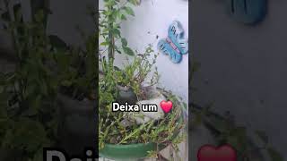 #viralvideo #cat #adote #gatos #adoteumgato #pets #adotaretudodebom #edits #brasil #amor