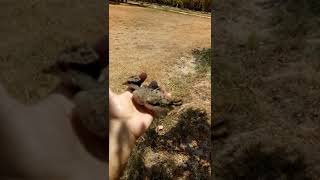 Small Red wattled lapwing ( Tatiri ) bird in my hands