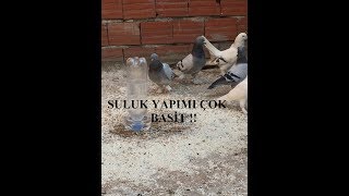 SOKAK HAYVANLARINA SULUK YAPIMI, çok basit (DIY)