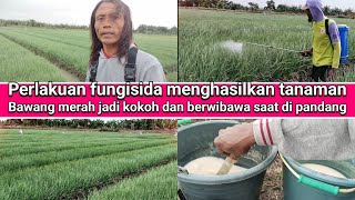 tutorial trik jitu menghasilkan tanaman bawang merah yang kokoh dan tampak berwibawa