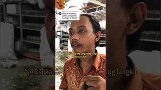 Jenis ikan cupang paling langka?