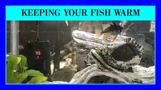 Episode 73 - Heating Your Fish Aquarium and Keeping Koi in Cold Weather. Water Temperature Advice.