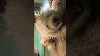 #shortvideos #dog #belinha #pets #bellinha #puppy #toptop