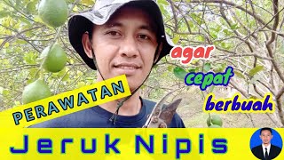 Jeruk Nipis CEPAT BERBUAH