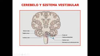 Vértigo parte I Prof Iermoli