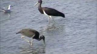 Cigognes noires  ( Ciconia nigra ) Lac du Der (France-51)