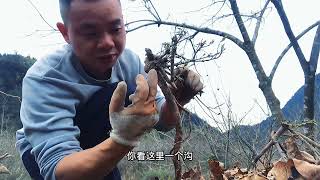 5棵怪桩栀子花，做盆景越丑越值钱