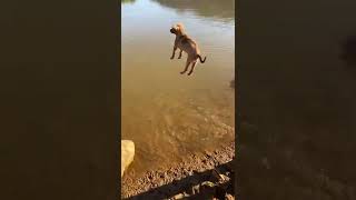 Cute dog takes a shower