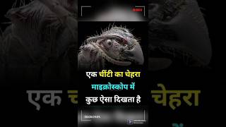 🐜 चींटी का चेहरा माइक्रोस्कोप में कैसा दिखता है ❓ #microscope #factsinhindi  #viralpost