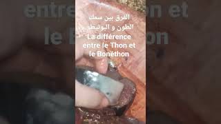 الفرق بين سمك الطون و البونيطو la différence entre le thon et le Bonéthon و طريقة الطهي او القلي