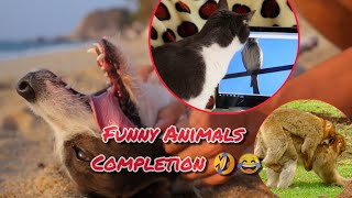 New Funny Animals Video 2023 | Cute Cat Reactions 🥰 | Cute Animals Reaction #funnyanimalvideos