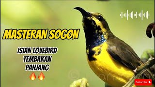 MASTERAN SOGON GACOR MATERI LOVEBIRD NEMBAK TAJAM🔥🔥#masteranburung #sogon #sogonbahan