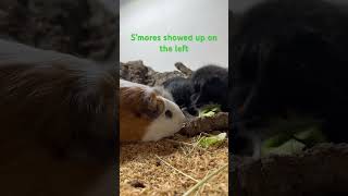 Guinea pig buffet. #happy #guineapig #animals #cute