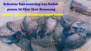 Rakus Banget Makan Nya..! Umpan Sebanyak ini Habis Di Makan ikan Baronang