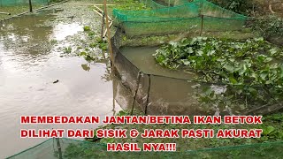 MEMBEDAKAN JANTAN/BETINA IKAN BETOK SISIK KECIL.DAN RAPAT PASTI JANTAN. SISIK BESAR PASTI BETINA!!!