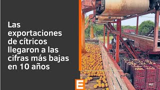 José Carbonell sobre la exportación de cítricos