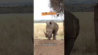 #rhino #rhinoceros #rhinos #video #kenya #wildlife #safari #adventure #photography #halfmaasai #wild